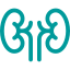 Kidneys and urinary tract